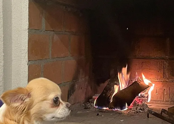 Leylandii Rogoznica *